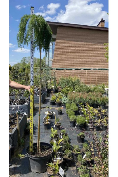 Модрина європейська Репенс - ШТАМБ_25л/вис.180-200см/Ø60-70см/ШТАМБ 170-190см